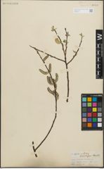 Foto von Salix lasiolepis Benth.